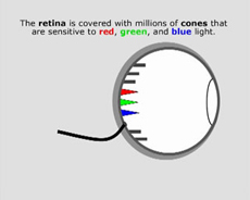 Peripheral Retina Cones Rods